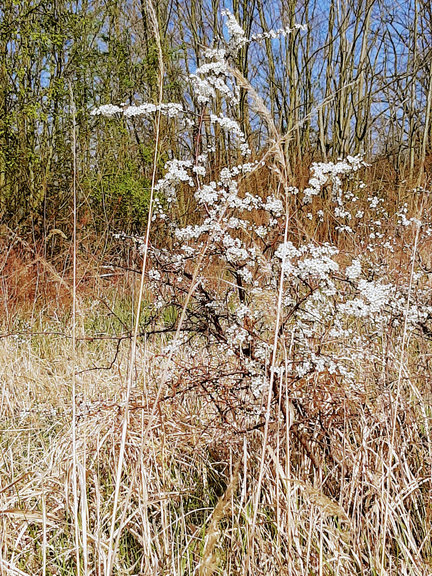 Halde Ewald Fortsetzung