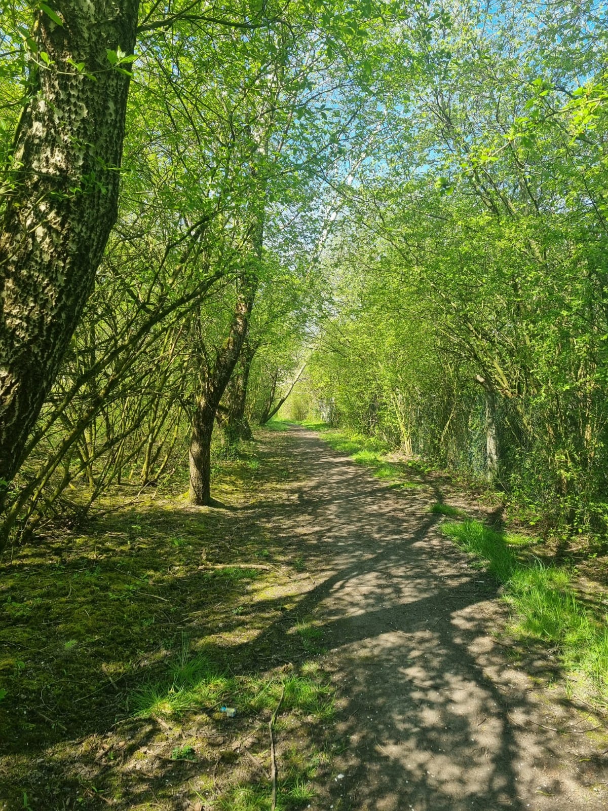 Halde Ewald Fortsetzung